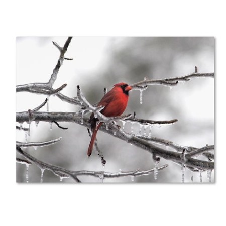 Jai Johnson 'Male Cardinal Braving The Cold' Canvas Art,24x32